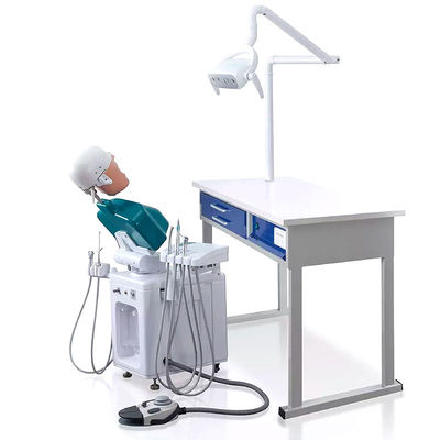 OEM Phantom Head Dental Simulator prático A1 A3 A15 para estudantes